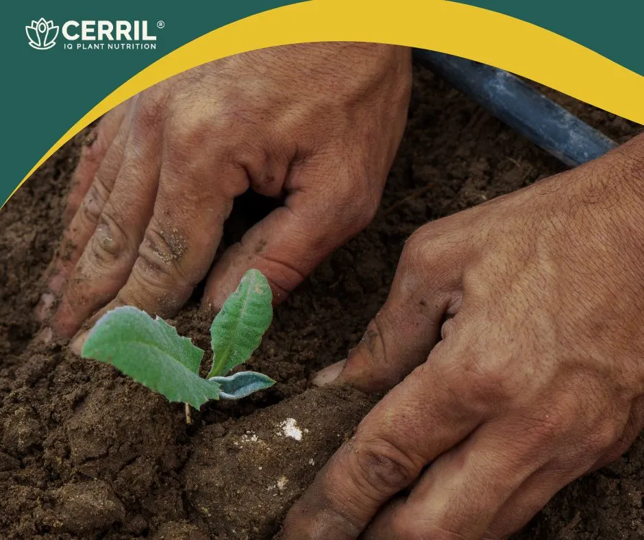 Agricultura Cerril