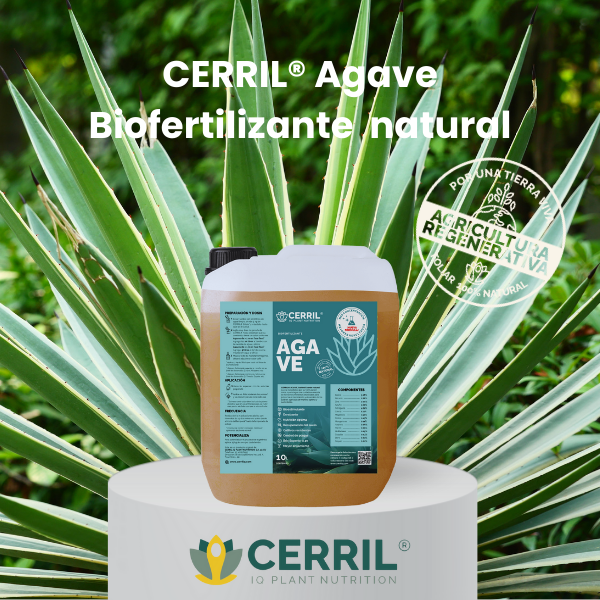 CERRIL Agave