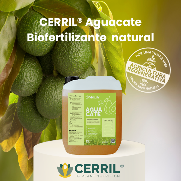 CERRIL Aguacate
