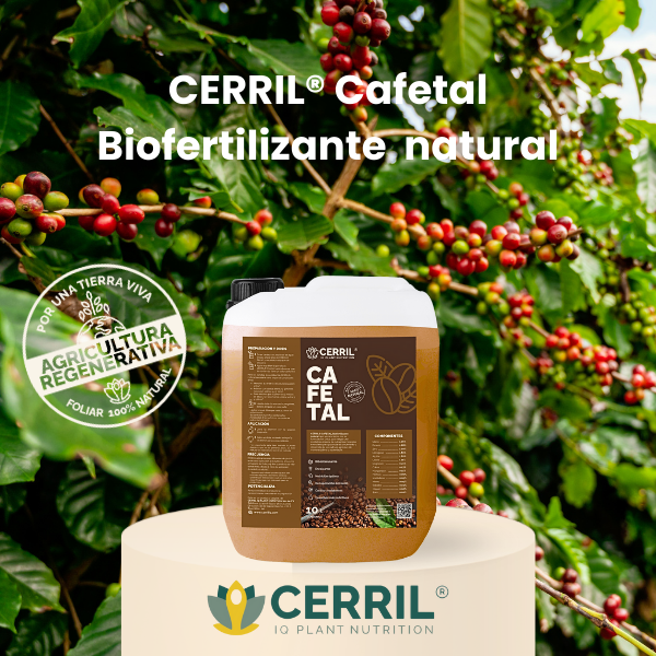 CERRIL Cafetal