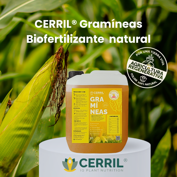 CERRIL Gramíneas