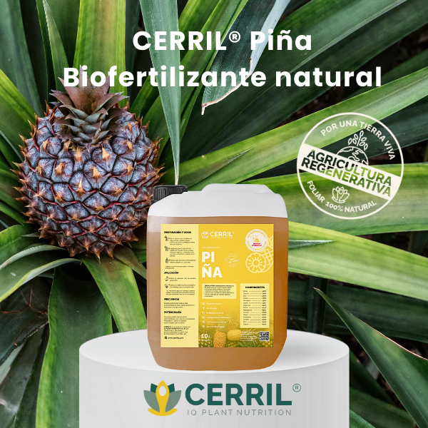 CERRIL Piña