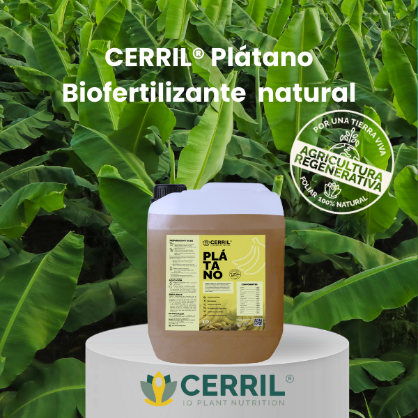 CERRIL Plátano