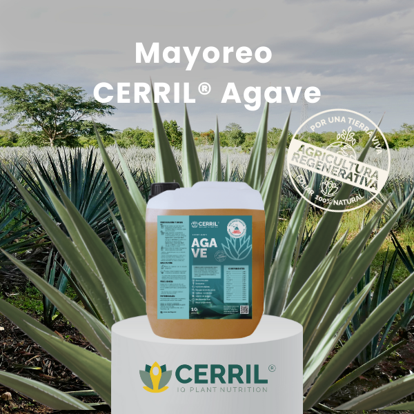 Mayoreo CERRIL Agave