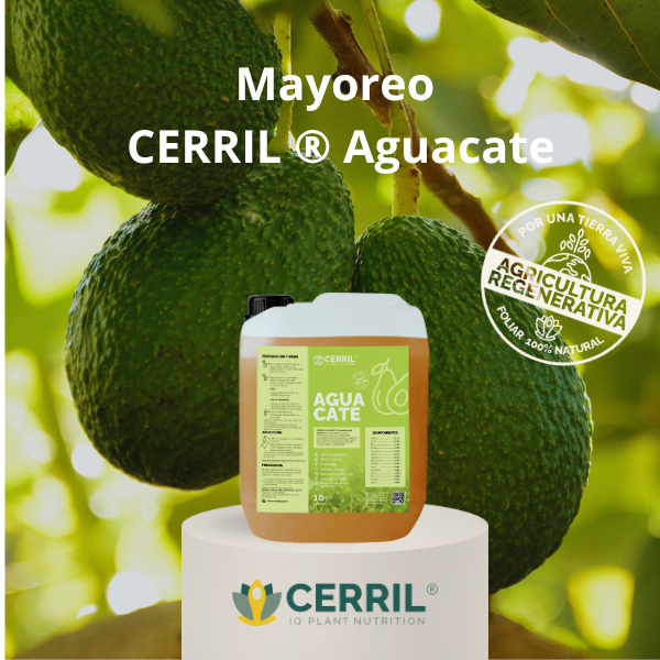 Mayoreo CERRIL Aguacate