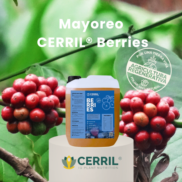 Mayoreo CERRIL Berries