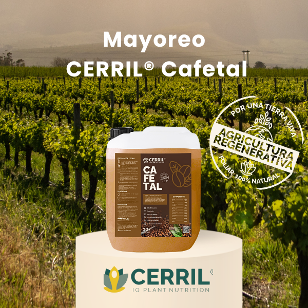 Mayoreo CERRIL Cafetal