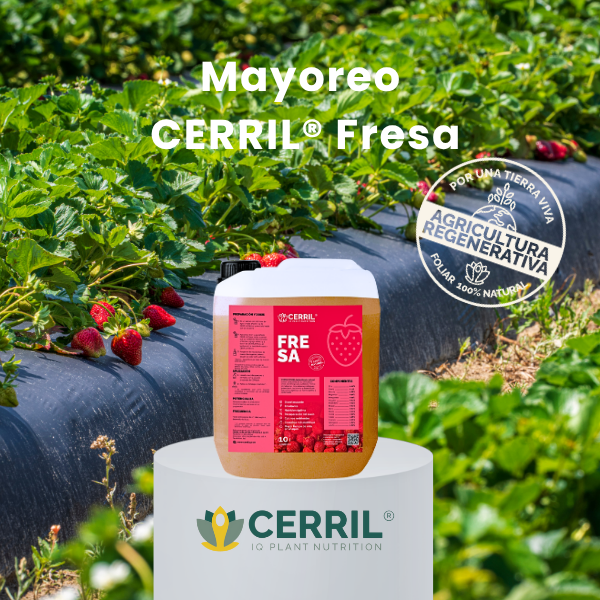 Mayoreo CERRIL Fresa