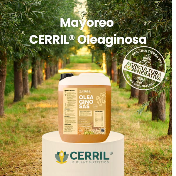 Mayoreo CERRIL Oleaginosas