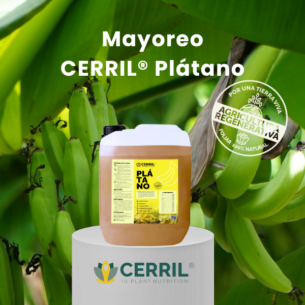 Mayoreo CERRIL Plátano