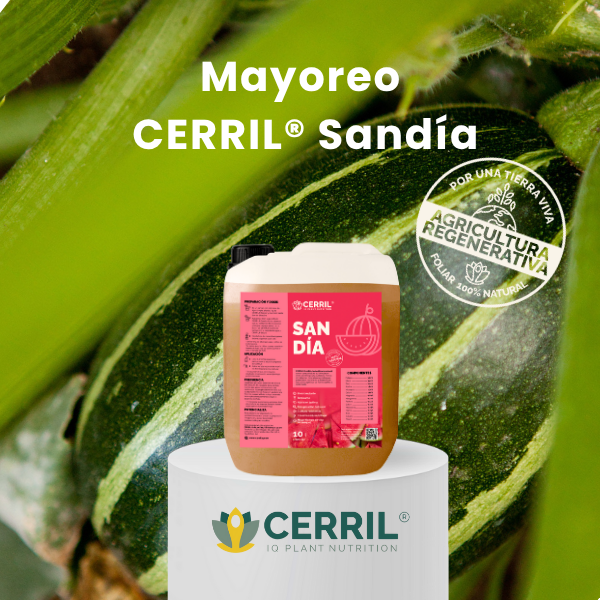 Mayoreo CERRIL Sandía