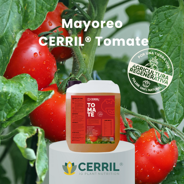 Mayoreo CERRIL Tomate
